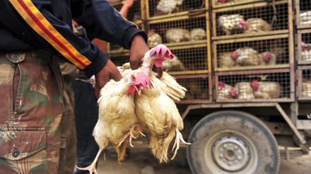 Pesquisa da USP revela 4 mil avícolas clandestinas em São Paulo
