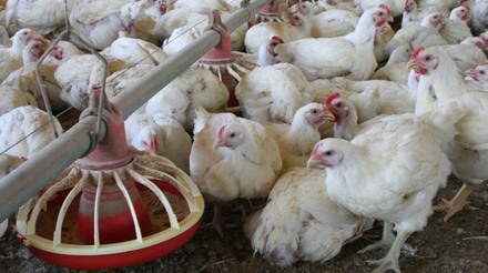 Dados preliminares apontam que  foram abatidas 1,49 bilhão de cabeças de frango no segundo semestre