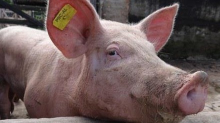 Filipinas proíbem produtos suínos de Singapura após detecção de PSA