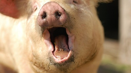 Peste Suína Africana continua impactando o mercado global de carne suína