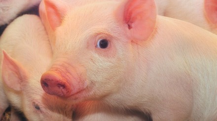 Bolivia podría padecer una posible escasez de cerdo
