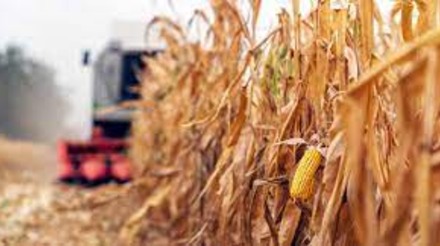 Brasil supera obstáculos para disputar título de maior exportador de milho com os EUA