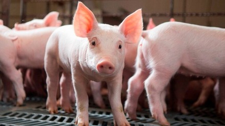 Países suspendem importações de carne de porco da Suécia por peste suína