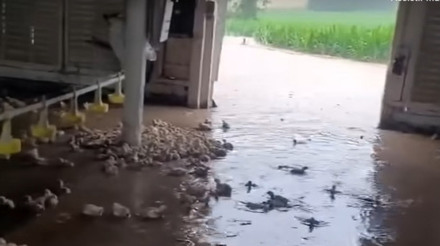 Volume elevado de chuvas provoca inundações em aviários no Paraná