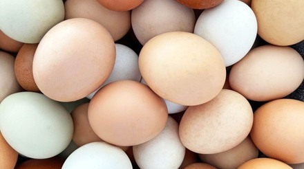 Exportações de ovos registram aumento de 173,7%
