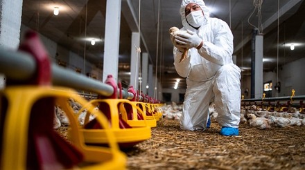 Cerca de 1 milhão de aves serão sacrificadas em fazenda de Minnesota devido à gripe aviária