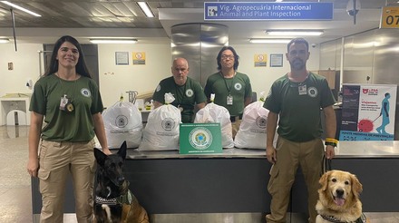Cães farejadores do MAPA localizam produtos irregulares no aeroporto de Guarulhos (SP)