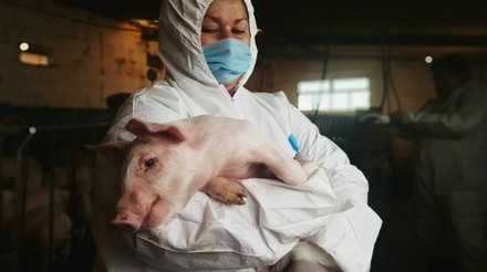 PSA na Europa: 3 mil casos em suínos desde maio de 2023