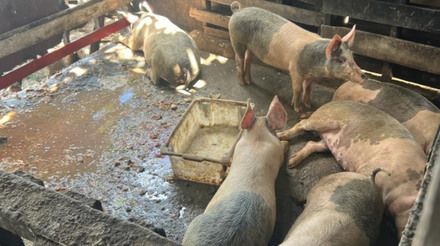 Órgãos fiscalizadores de Maceió (AL) realizam ação contra o abate clandestino de suínos