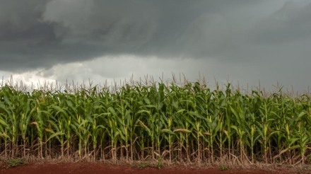 Previsão indica retorno da chuva às áreas de plantio de milho 2ª safra