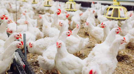 Brasil e Estados Unidos registraram os menores custos de produção de frangos de corte em meados de 2022