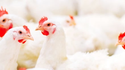 Poder de compra do avicultor paulista é impactado pela disparidade entre farelo de soja e frango vivo