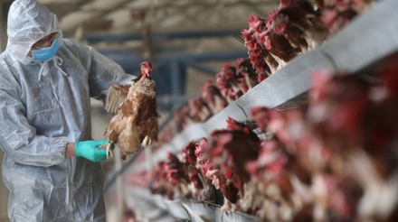 Gripe aviária se espalha na Europa com atraso após outono quente