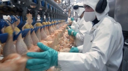 49,31 milhões de cabeças de frangos foram abatidas no terceiro trimestre de 2023
