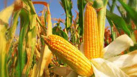Produção de milho em Mato Grosso para 2023/24 sofre redução significativa