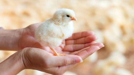 Embarques de genética avícola apresentam alta de 74,6% no acumulado do ano