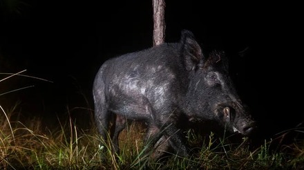 “Super Porcos”: suínos canadenses selvagens ameaçam invadir os EUA