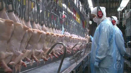 Frango 'halal': Conheça o processo de criação e abate de frango que segue preceitos islâmicos