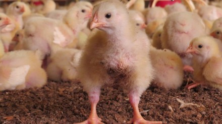 Exportações de genética avícola apresentam crescimento de 54,9% em novembro