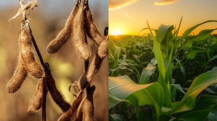 EUA: USDA mantém estimativas de estoque estáveis para soja e milho