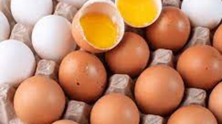 Estabilidade nas cotações de ovos reflete equilíbrio entre oferta e demanda