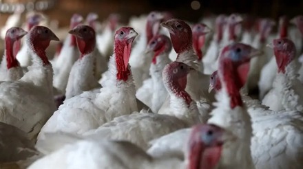 Mais de 11 mil perus foram sacrificados devido à gripe aviária em uma fazenda alemã