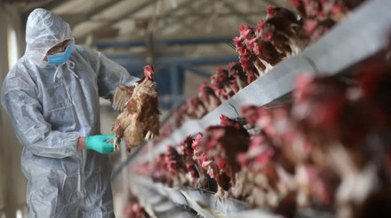 Japão confirma o quarto surto de gripe aviária nesta temporada