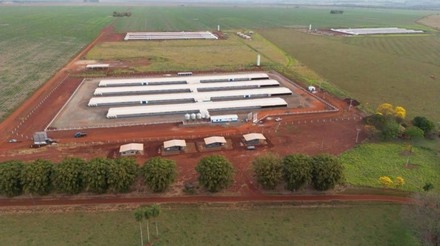 Programa Frango Vida do Governo de MS impulsiona avicultura com incentivos superiores a R$ 35 milhões