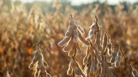 Importações de soja pela China no 1º Trimestre devem desacelerar para o nível mais baixo em 4 anos