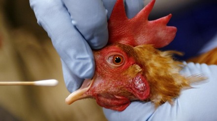 Filipinas proíbem importações de aves da Califórnia e Ohio devido à gripe aviária