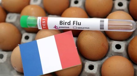 França detecta gripe aviária em uma fazenda de patos vacinados