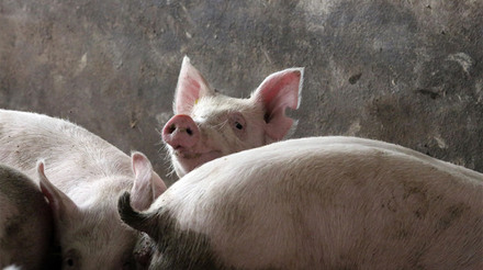 PSA na europa: 174 suínos abatidos em fazenda no norte da Grécia