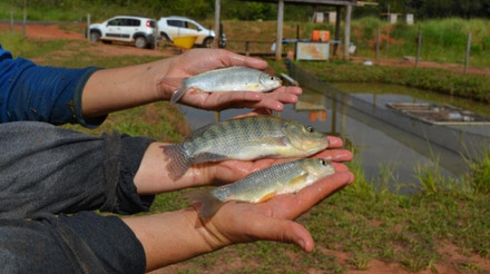 Boletim do Instituto de Pesca destaca estudos sobre aquicultura multitrófica integrada e bioflocos