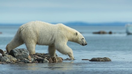 Autoridades de saúde confirmam 1ª morte de um urso polar pela gripe aviária