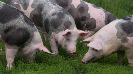 Porcos auxiliam na construção de casa ecológica no Reino Unido; descubra como