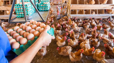 Produtores de ovos recebem auxilio de iniciativa para migrarem para sistemas livres de gaiolas