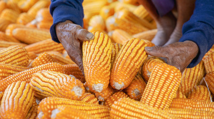 Preço da saca de milho no Brasil cai 15,61% em janeiro