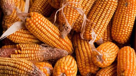Ucrânia: exportação de milho deve crescer 8% em 2023/24, segundo o USDA em Kiev