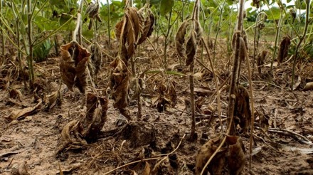 La Niña aumenta o risco de seca em regiões do Brasil