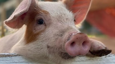Redução da mortalidade de porcas na América do Norte é desafio