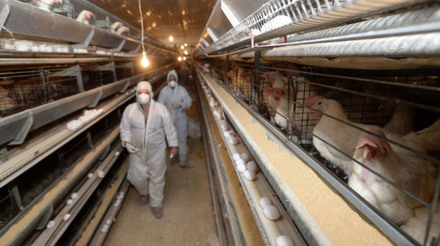 Rússia inicia novo sistema veterinário para combater a gripe aviária