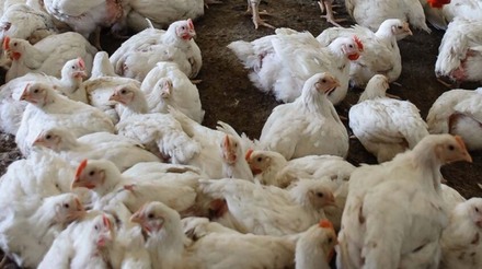 Guerra em Israel atinge indústria avícola e gera escassez de mão de obra