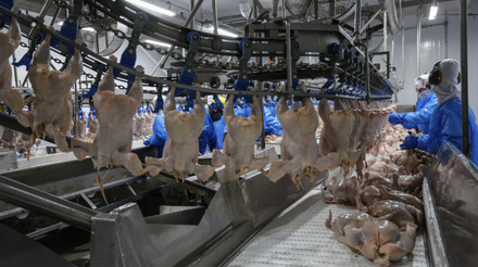 Seis novas plantas do Paraná são habilitadas para exportar carne de frango para a China. Foto: Jonathan Campos / AEN