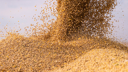 Agronegócio paranaense avança: colheita da soja 2023/24 atinge 64% da área, enquanto retirada do milho alcança 73%