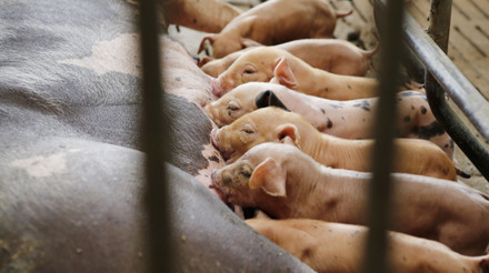 Desafios da indústria suína na América do Norte levam a redução de rebanhos