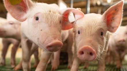 Futuros contratos de suínos vivos nos EUA alcançam picos após recuperação no mercado