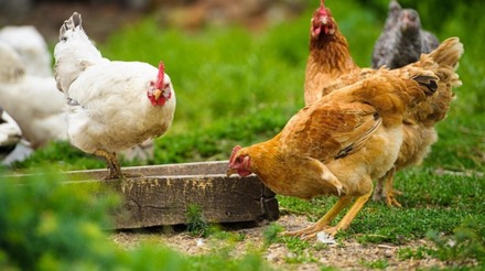 Escócia planeja proibir gaiolas para galinhas poedeiras até 2034