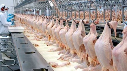 Paraná continua líder em exportações de carne de frango por uma década