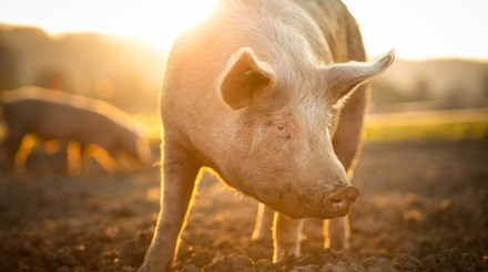 Censo do USDA registra aumento modesto na população de suínos nos EUA