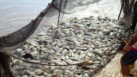 Paraná cria Associação de Produtores de Peixes para impulsionar piscicultura